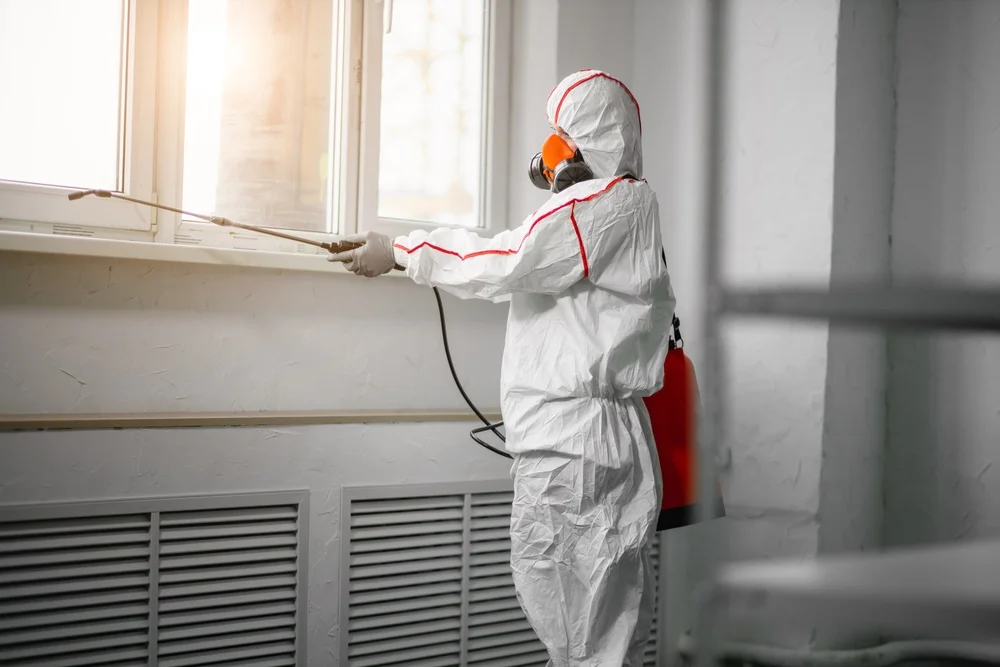 Professional mold remediation services in Wallingford, CT